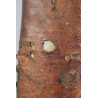 Very Early Silver Mounted Daharia (Sabiki سبيكة) Dagger Dated 1271 (1853)